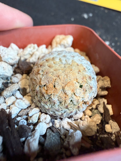 Mammillaria breviplumosa rare plant 110