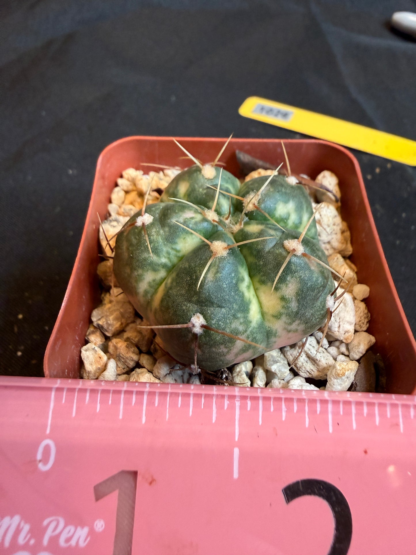 Gymnocalycium horstii variegated yellow and pink 111