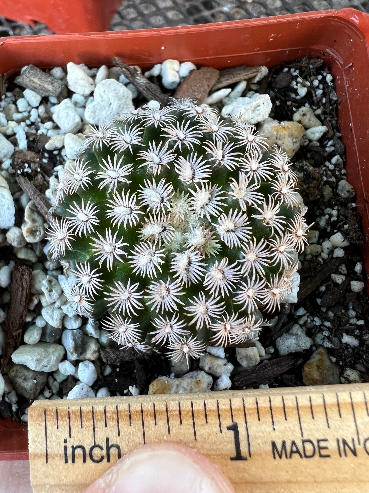 Mammillaria hernandezii cactus #1