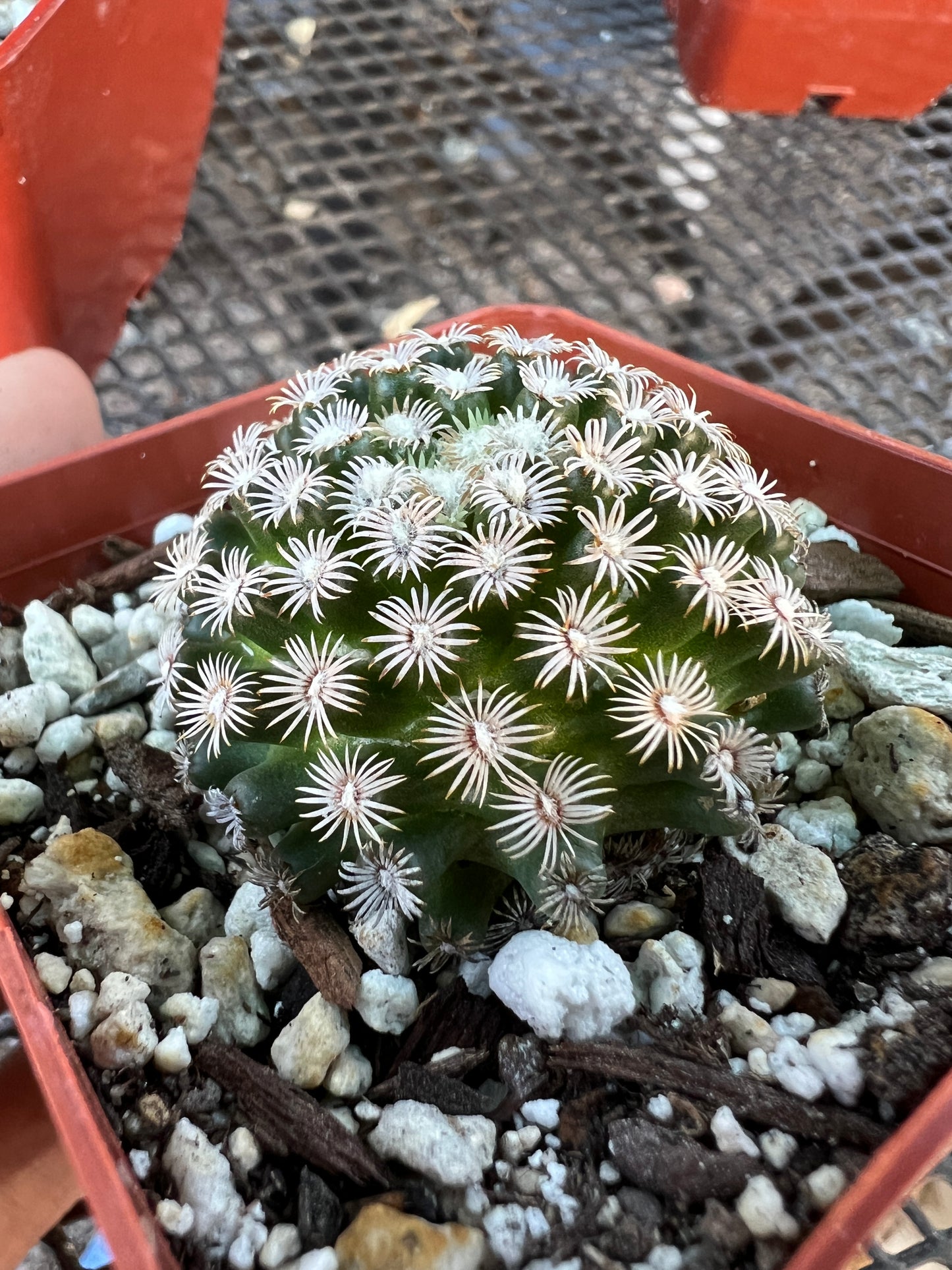 Mammillaria hernandezii cactus #1