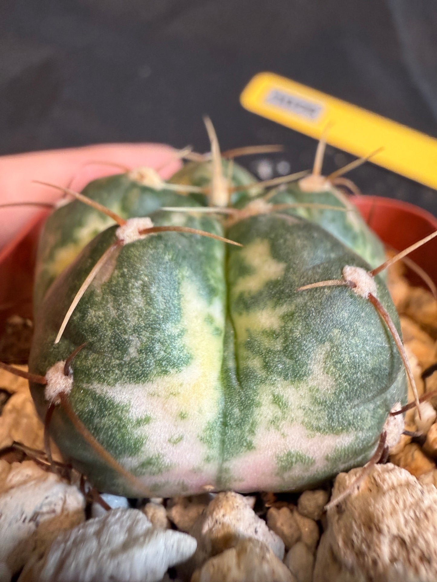 Gymnocalycium horstii variegated yellow and pink 111