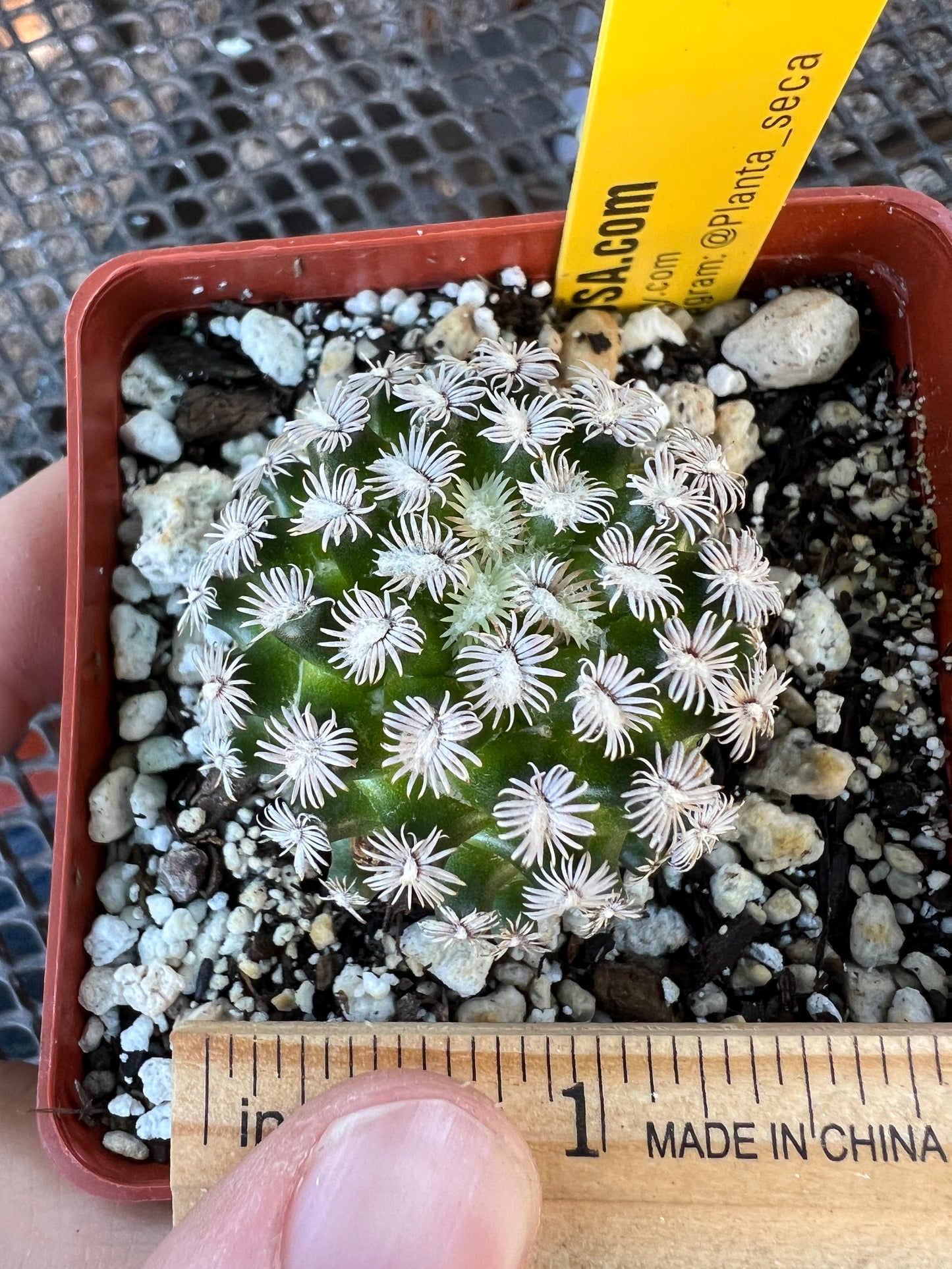 Mammillaria hernandezii cactus #3