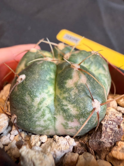 Gymnocalycium horstii variegated yellow and pink 111