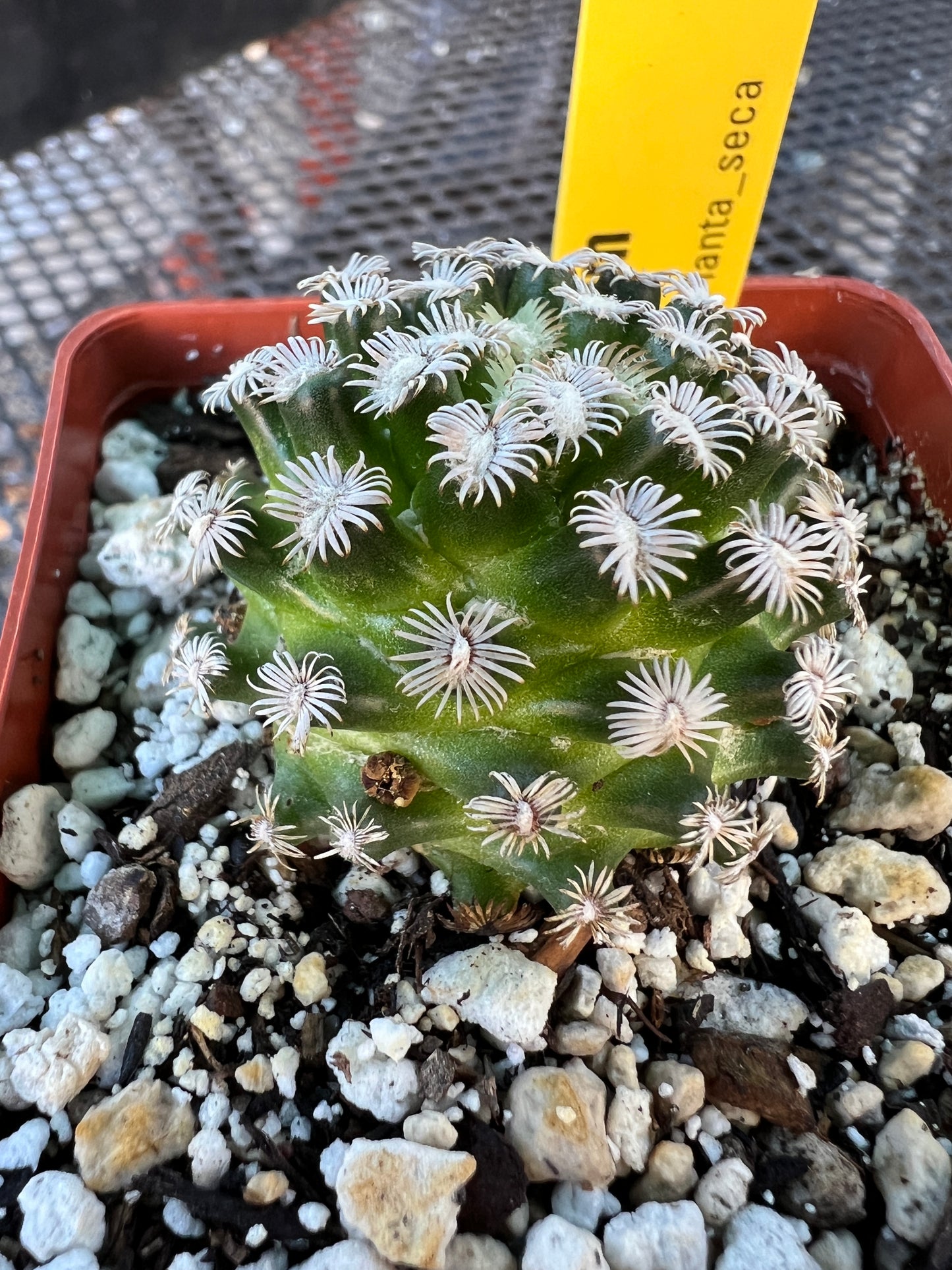 Mammillaria hernandezii cactus #3