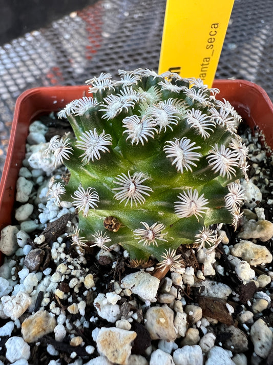 Mammillaria hernandezii cactus #3