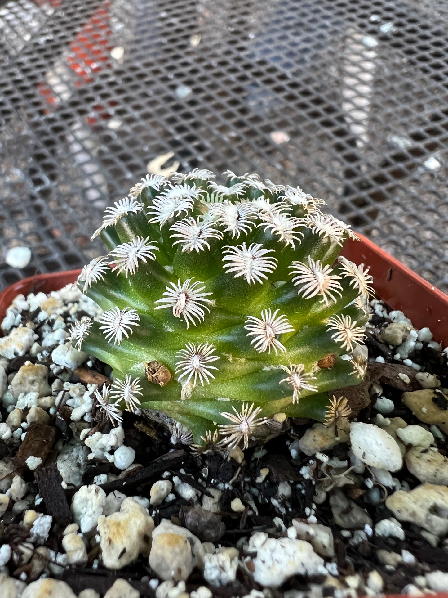 Mammillaria hernandezii cactus #3