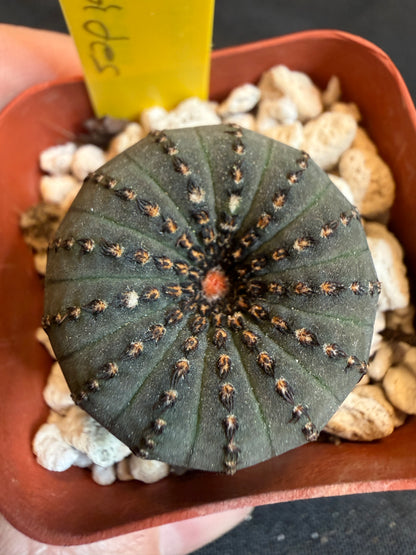 Frailea asteroides rare miniature cactus 112