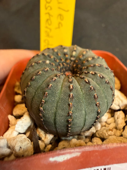 Frailea asteroides rare miniature cactus 112