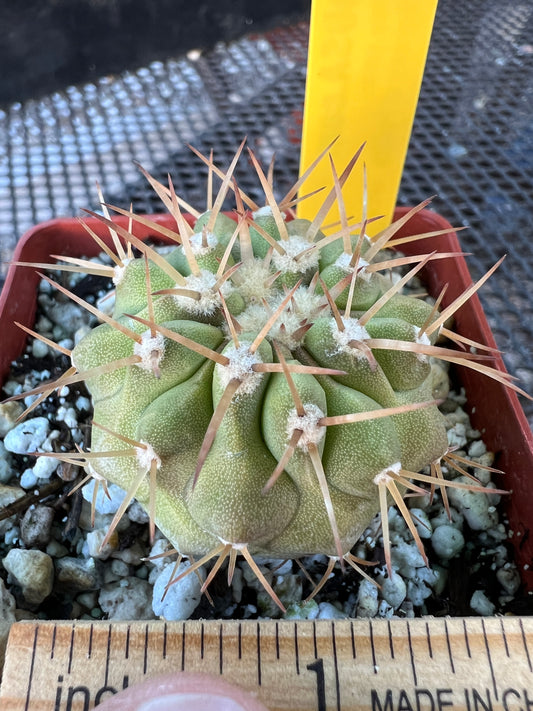 Copiapoa columna alba cactus in 2.74 inch pot #4