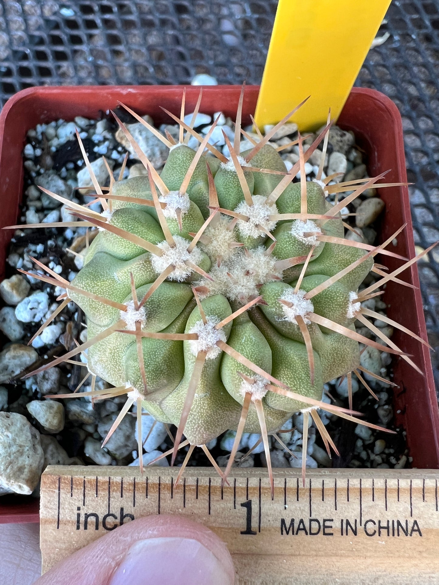 Copiapoa columna alba cactus in 2.74 inch pot #4