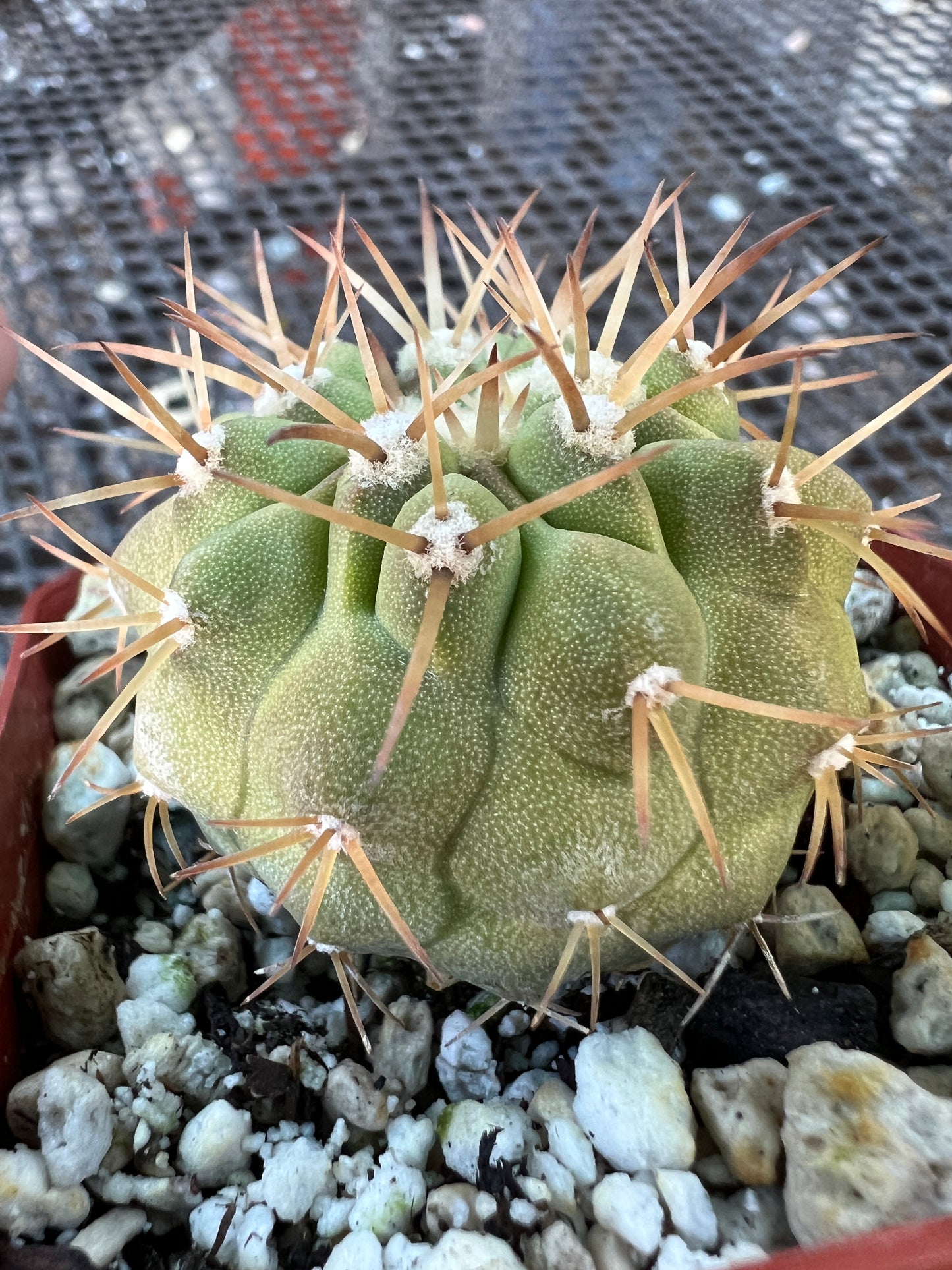 Copiapoa columna alba cactus in 2.74 inch pot #4