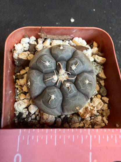 Gymnocalycium prochazkeanum rare plant 113