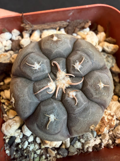 Gymnocalycium prochazkeanum rare plant 113