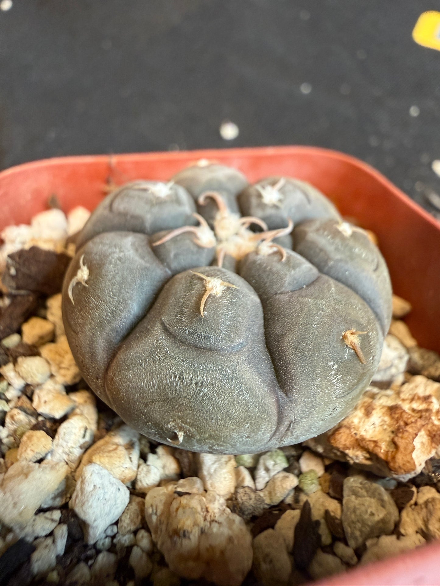 Gymnocalycium prochazkeanum rare plant 113