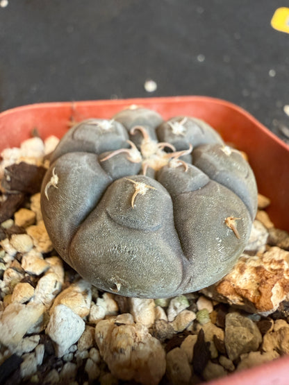 Gymnocalycium prochazkeanum rare plant 113