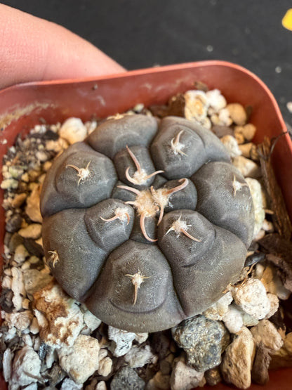 Gymnocalycium prochazkeanum rare plant 113