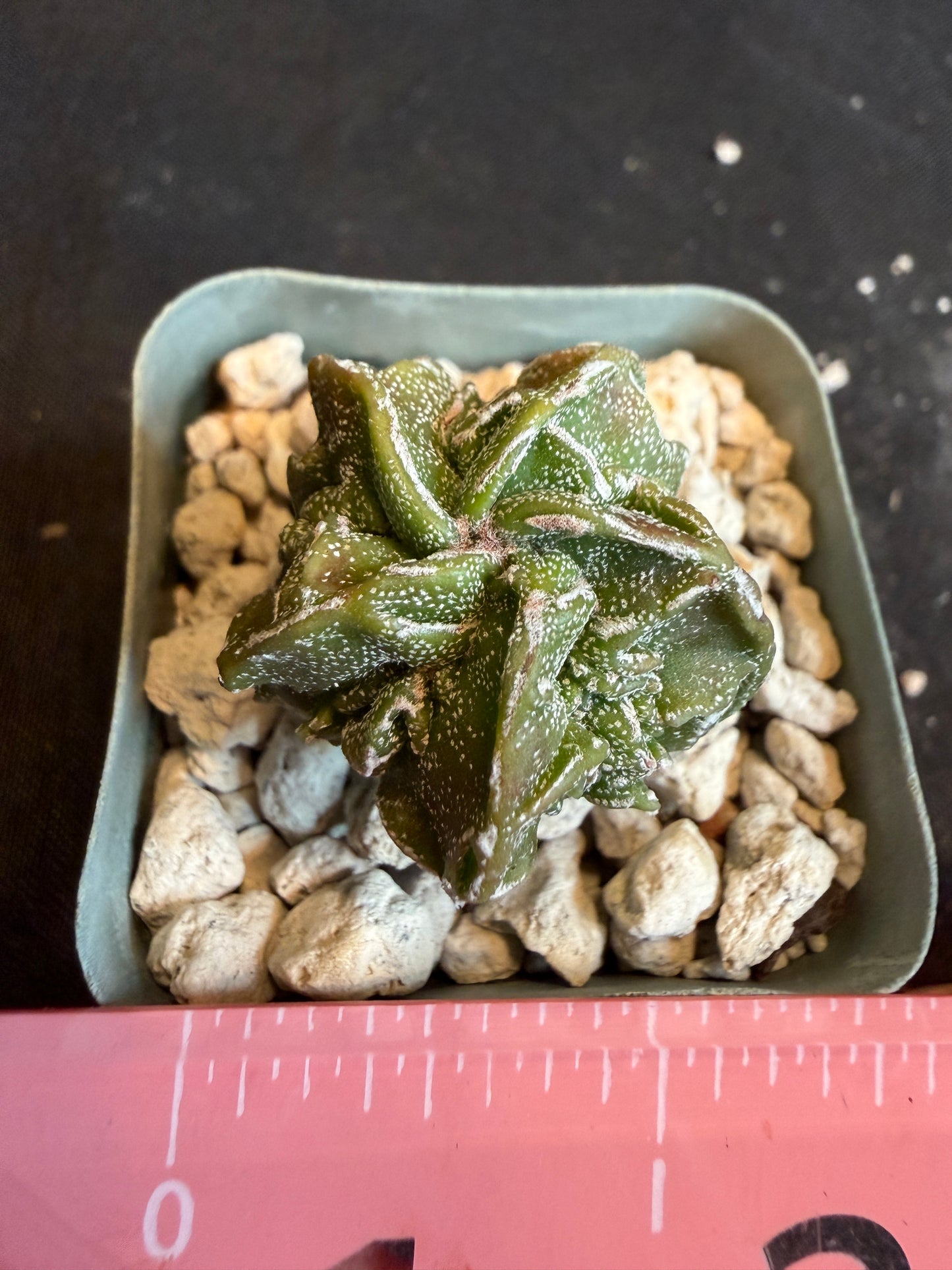 Astrophytum myriostigma fukuryu 114