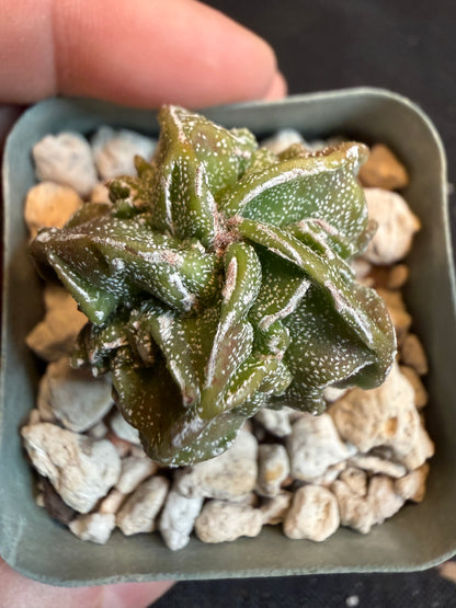 Astrophytum myriostigma fukuryu 114