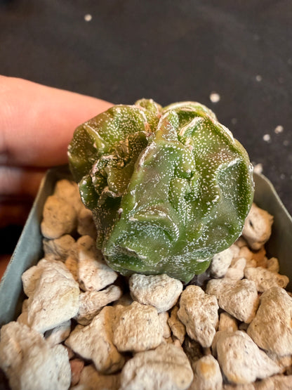 Astrophytum myriostigma fukuryu 114