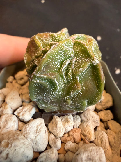 Astrophytum myriostigma fukuryu 114