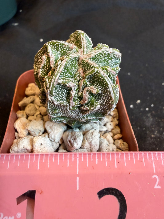 Astrophytum myriostigma fukuryu 115