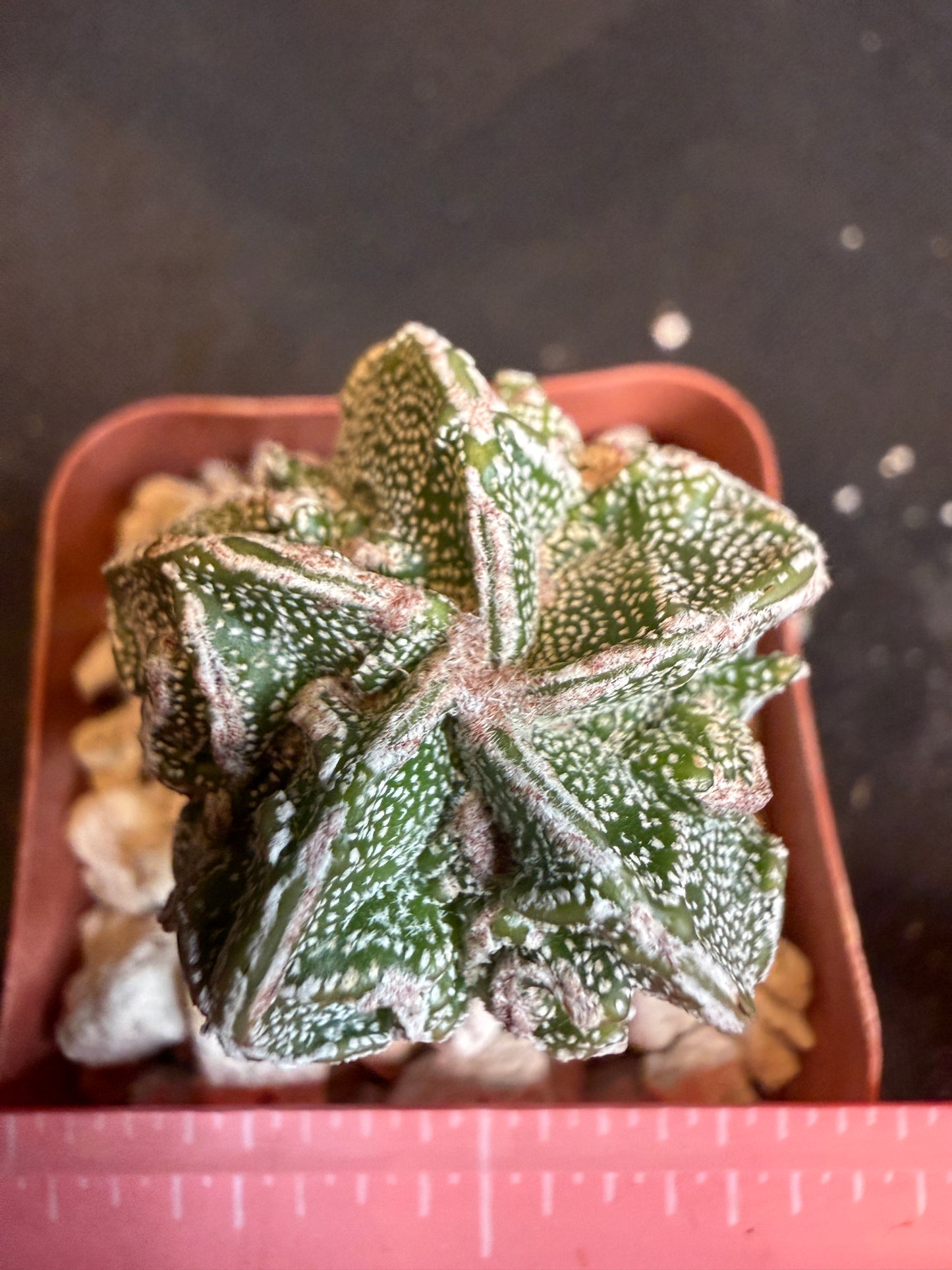 Astrophytum myriostigma fukuryu 115
