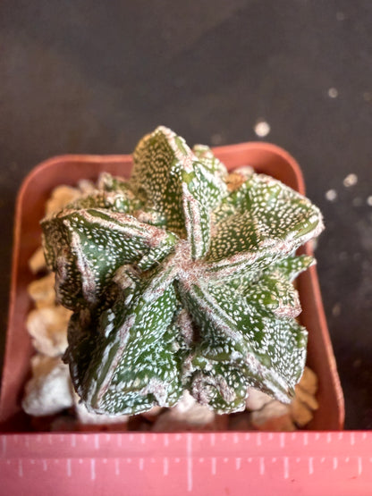 Astrophytum myriostigma fukuryu 115
