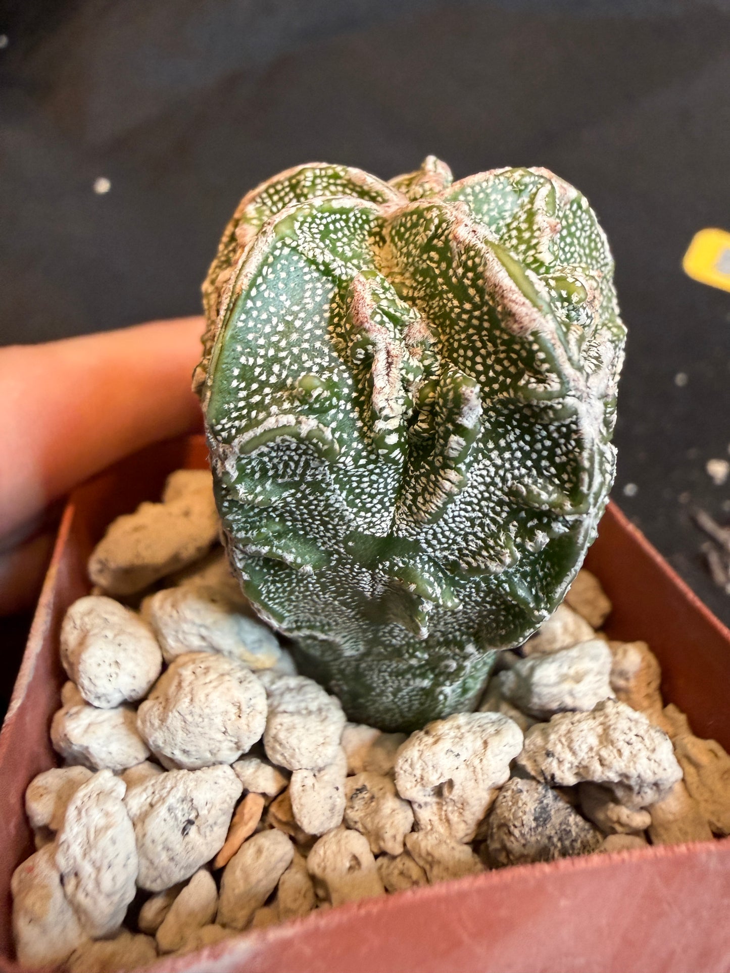 Astrophytum myriostigma fukuryu 115
