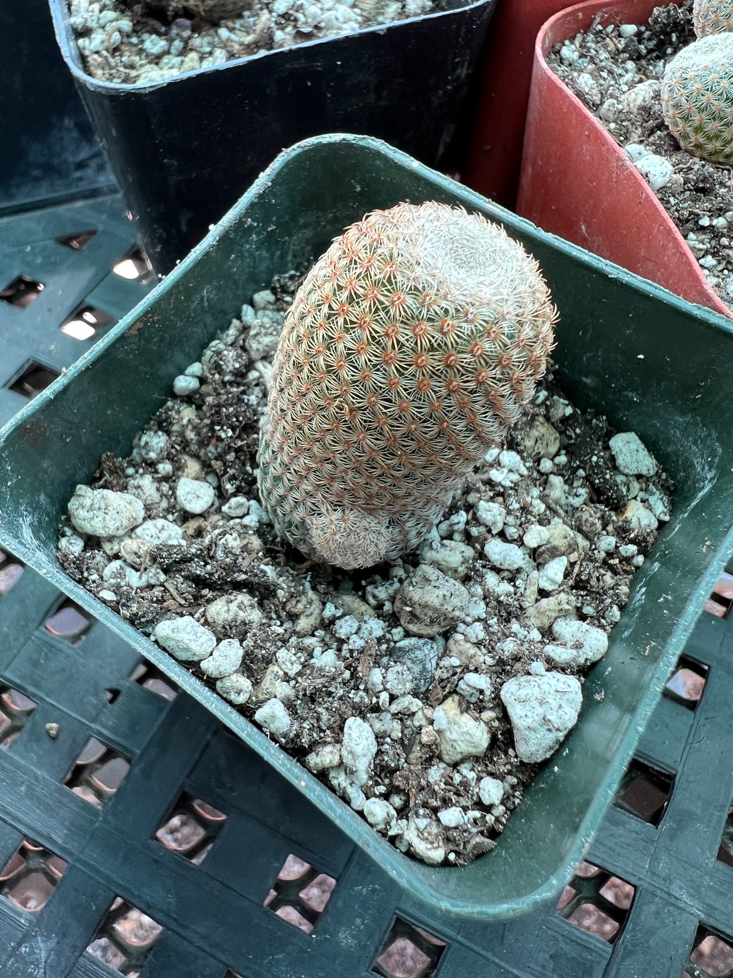 Mammillaria Tlalocii, choose your plant 49$ size cheap prices choose your plant