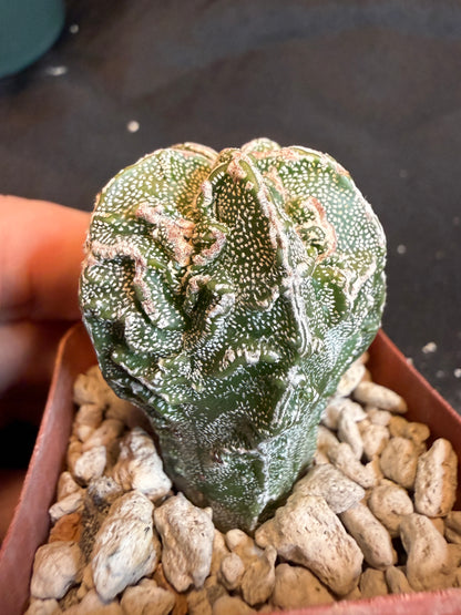 Astrophytum myriostigma fukuryu 115