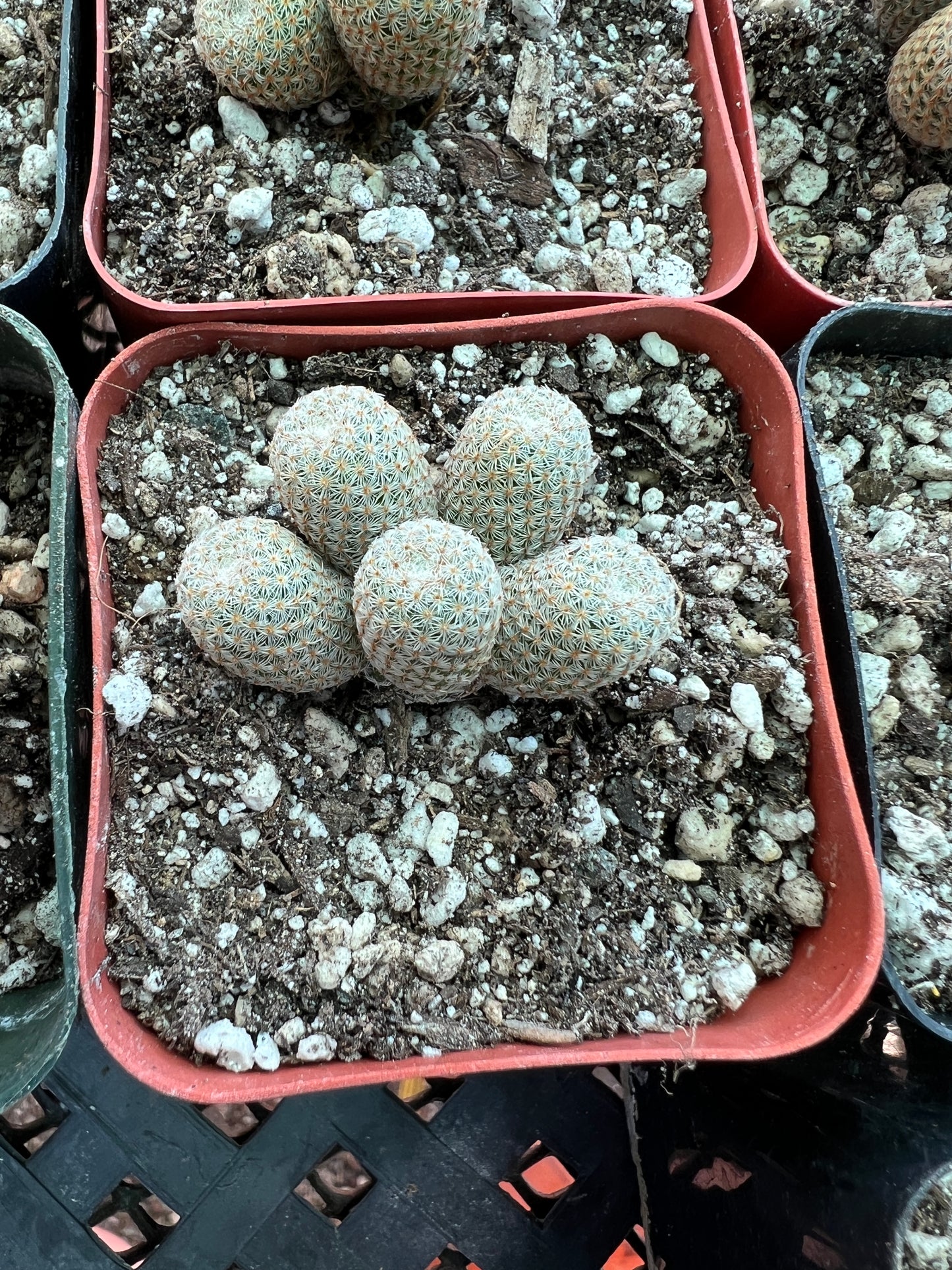 Mammillaria Tlalocii, choose your plant 49$ size cheap prices choose your plant