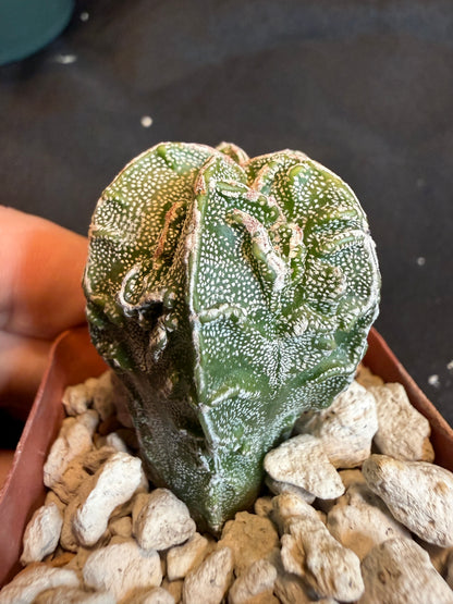 Astrophytum myriostigma fukuryu 115
