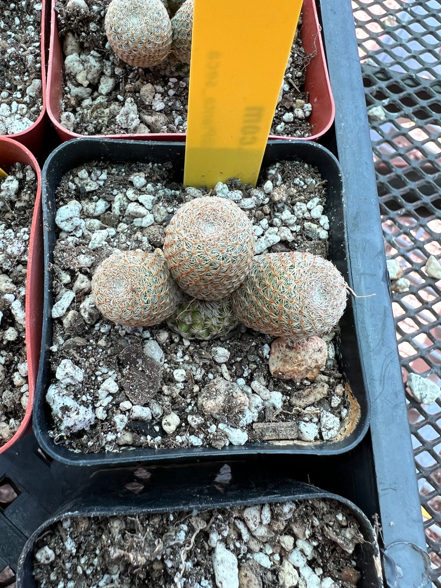 Mammillaria Tlalocii, choose your plant 49$ size cheap prices choose your plant