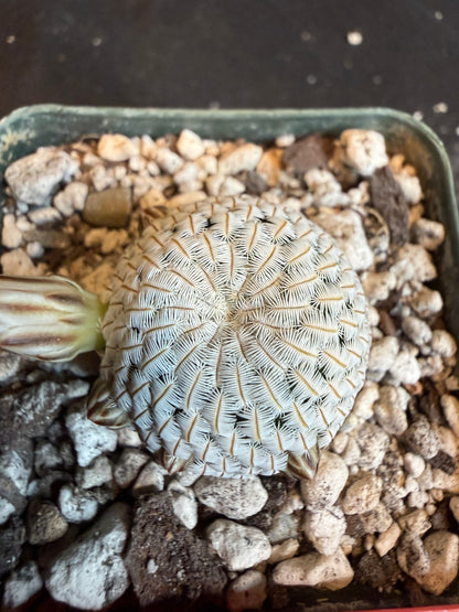 Mammillaria pectinifera rare cactus 116