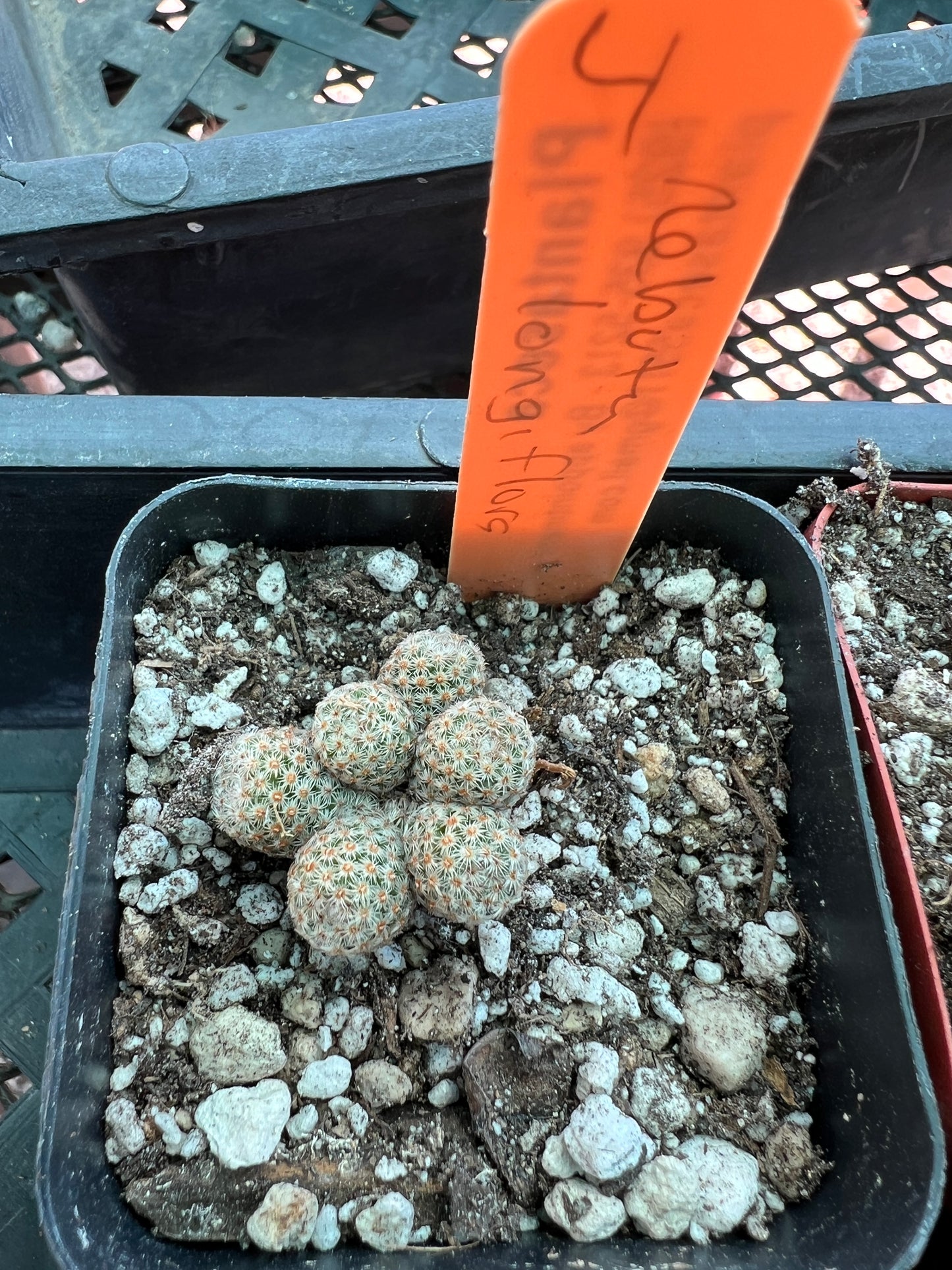 Mammillaria Tlalocii, choose your plant 49$ size cheap prices choose your plant