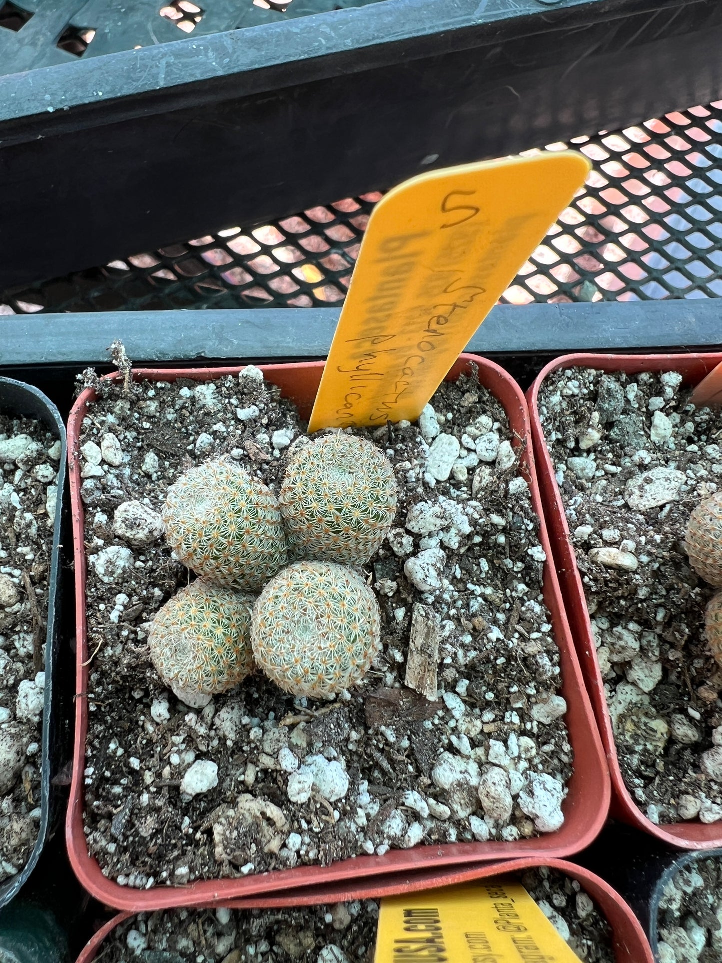 Mammillaria Tlalocii, choose your plant 49$ size cheap prices choose your plant