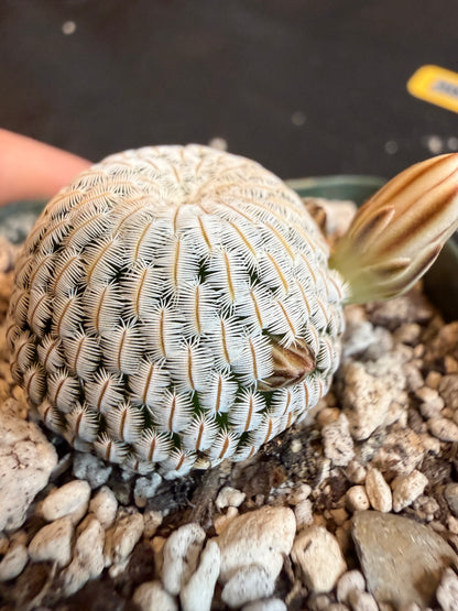 Mammillaria pectinifera rare cactus 116