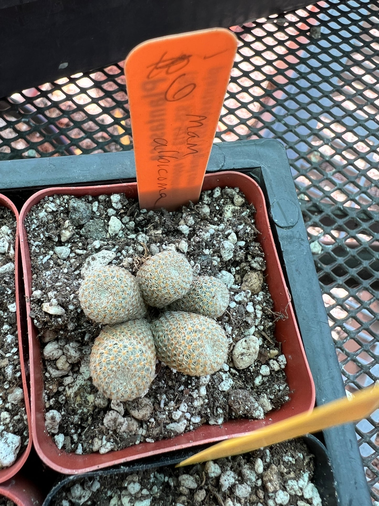 Mammillaria Tlalocii, choose your plant 49$ size cheap prices choose your plant