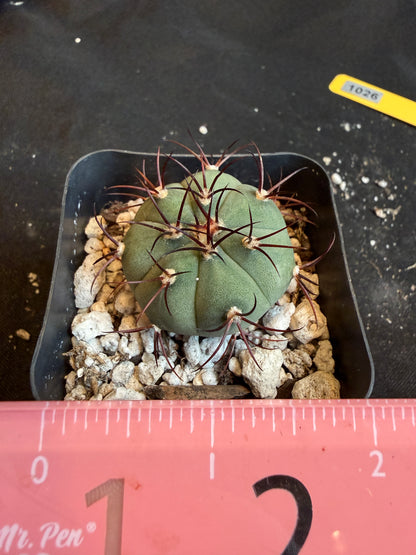 Gymnocalycium cabreraense rare plant 117