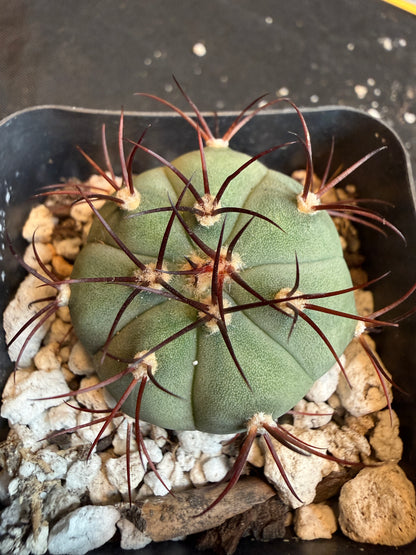 Gymnocalycium cabreraense rare plant 117