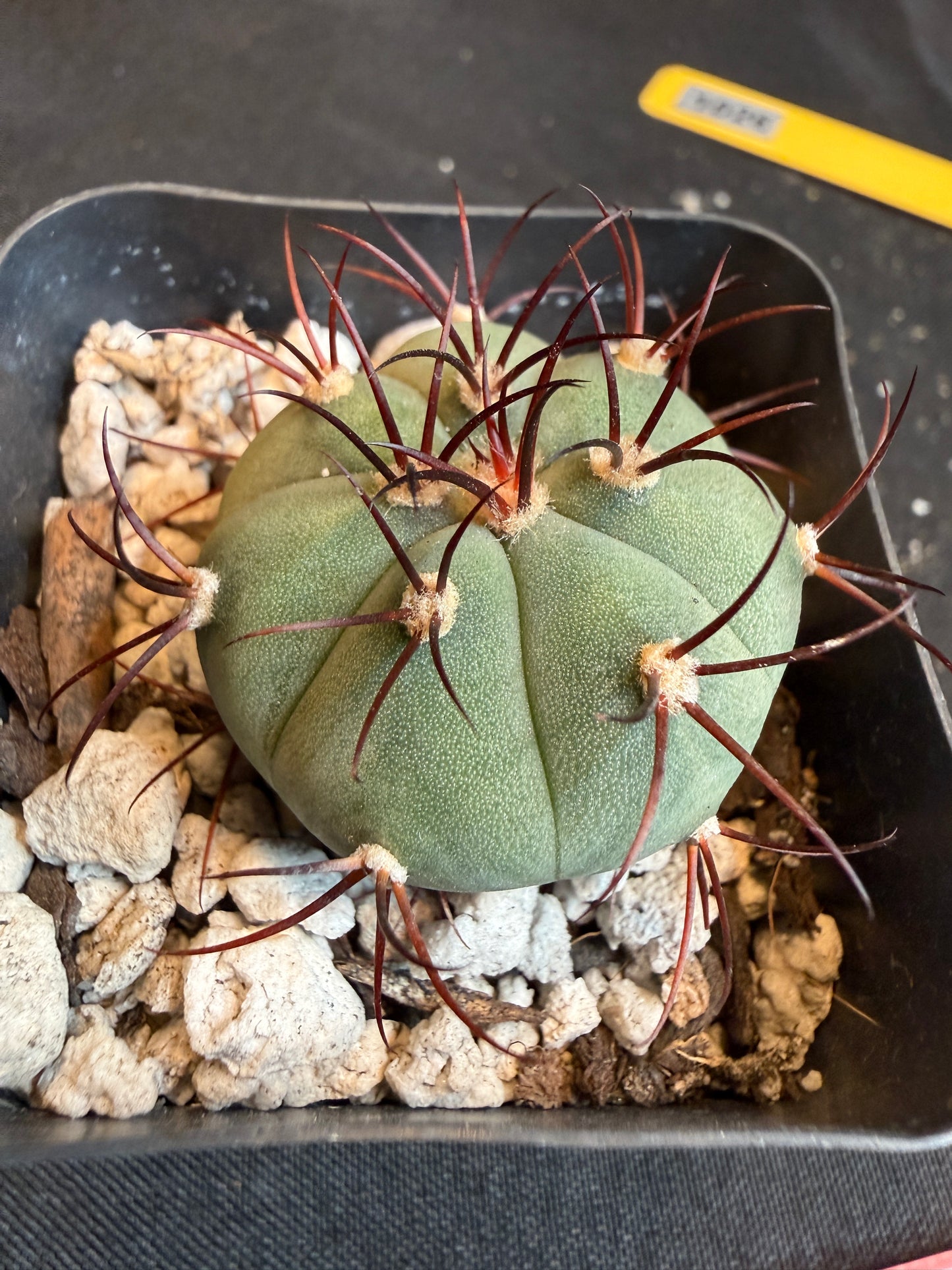Gymnocalycium cabreraense rare plant 117