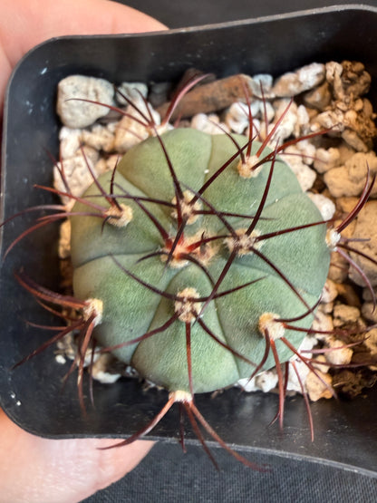 Gymnocalycium cabreraense rare plant 117