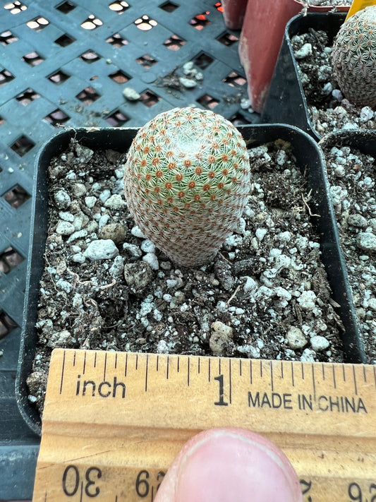 Mammillaria crucigera ssp. Tlalocii, choose your plant 30$ size