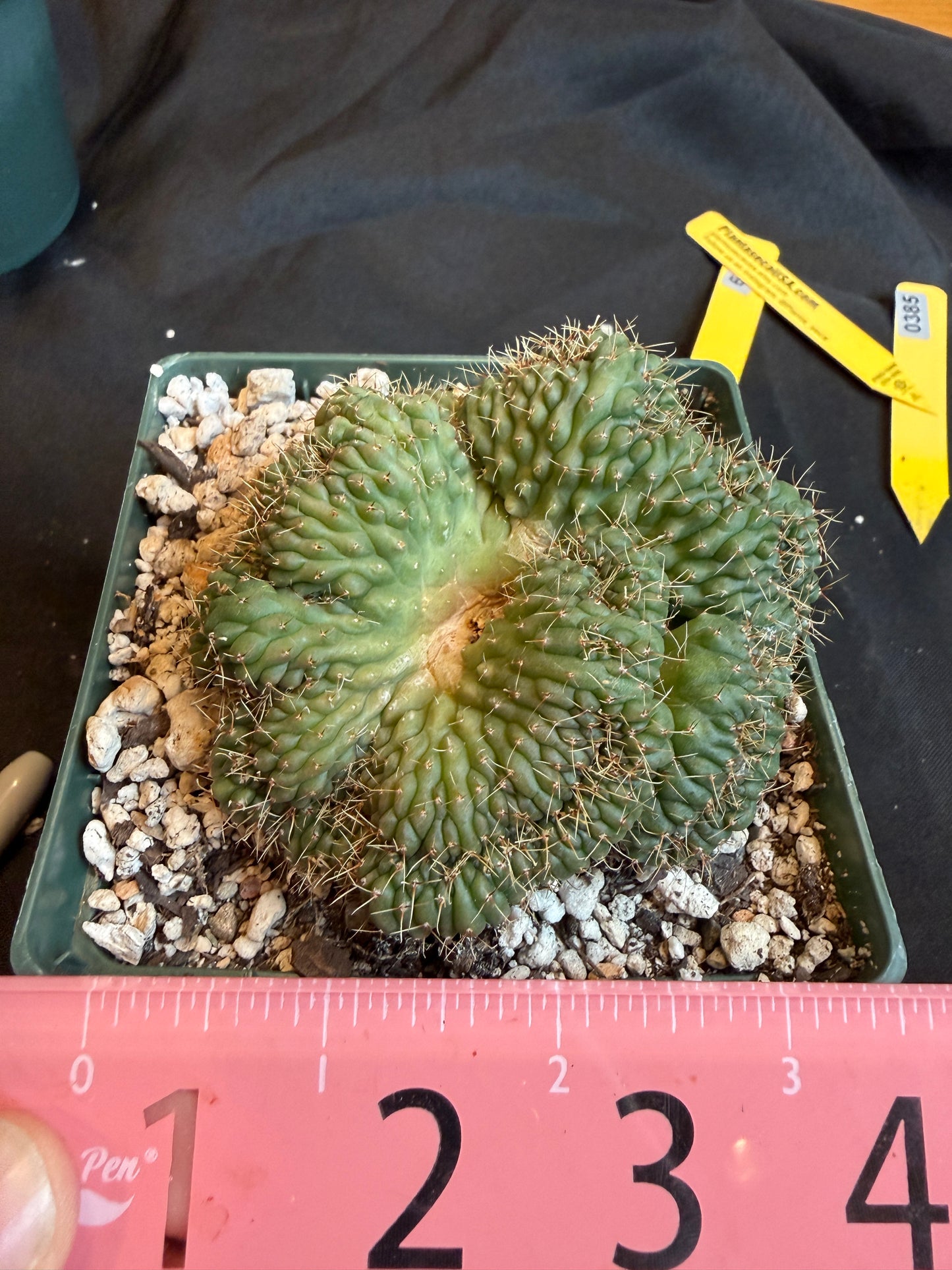 Gymnocalycium ochoterranae crest large plant 118