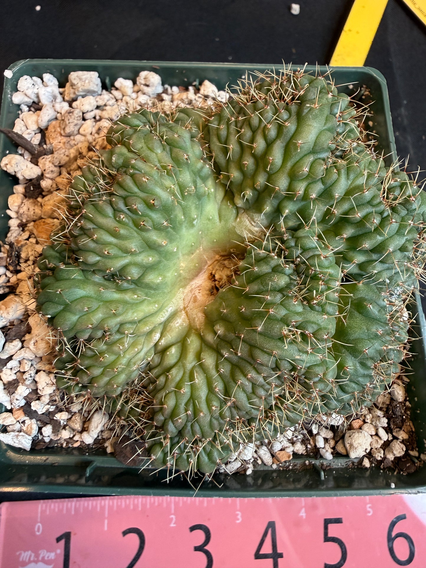 Gymnocalycium ochoterranae crest large plant 118