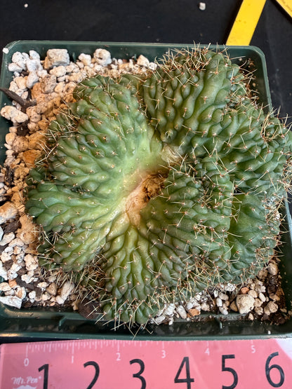Gymnocalycium ochoterranae crest large plant 118