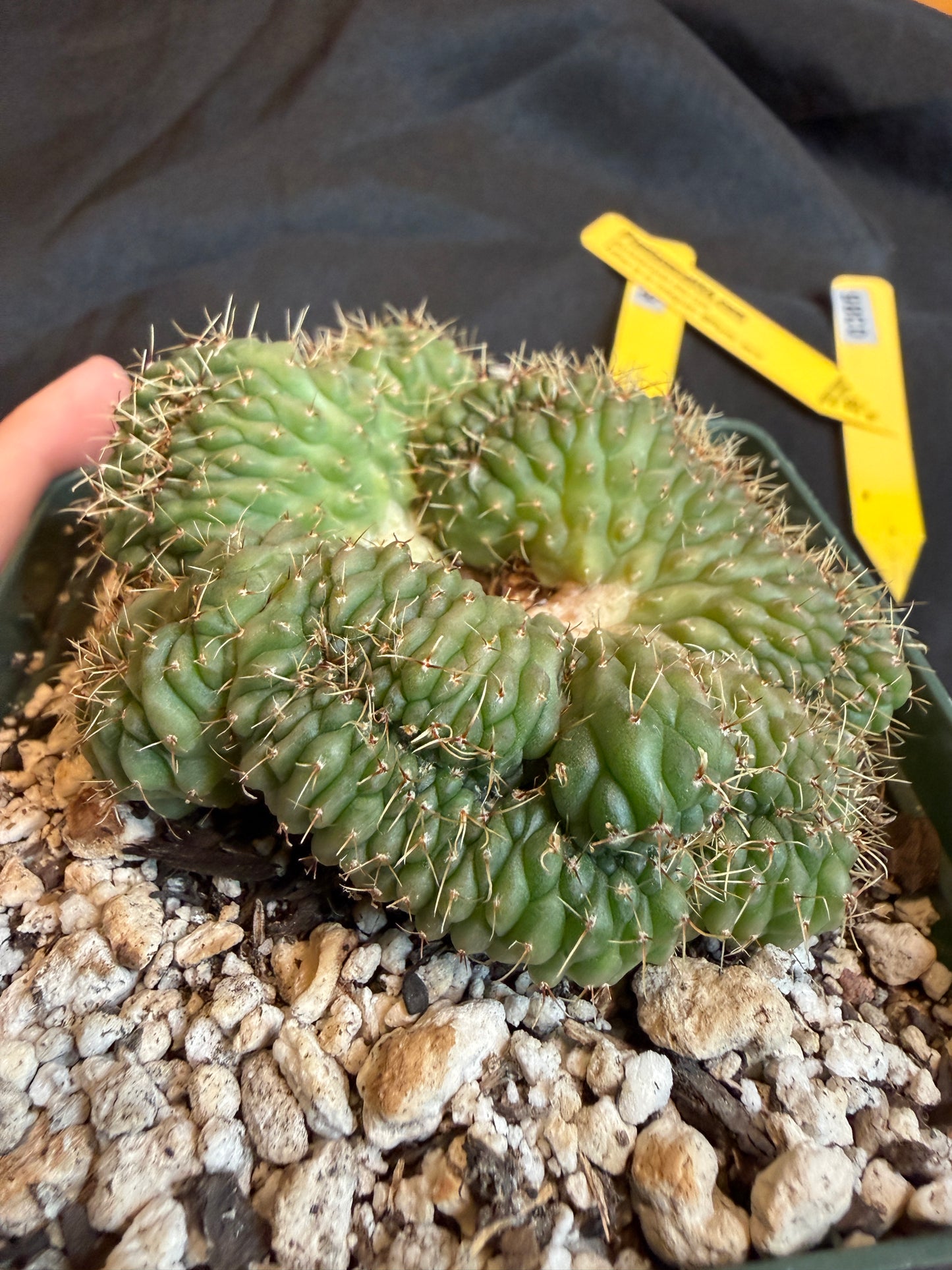Gymnocalycium ochoterranae crest large plant 118