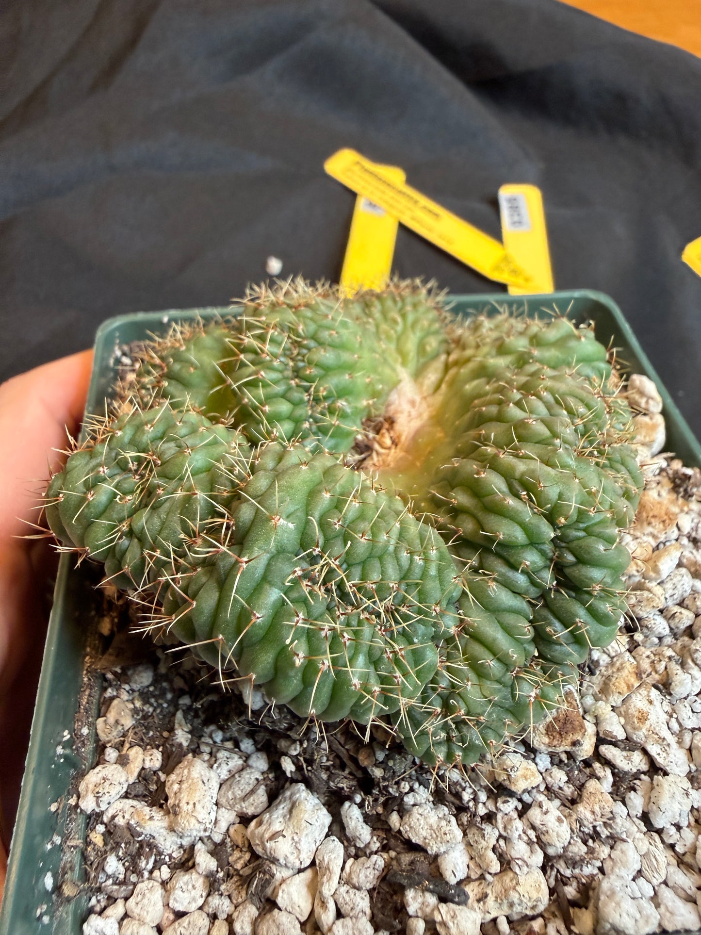 Gymnocalycium ochoterranae crest large plant 118