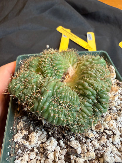 Gymnocalycium ochoterranae crest large plant 118