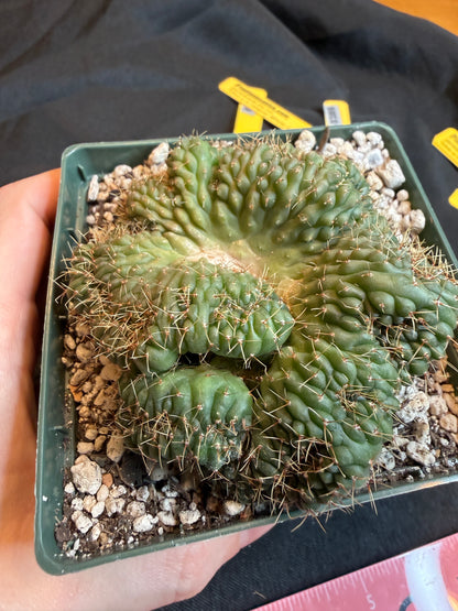 Gymnocalycium ochoterranae crest large plant 118